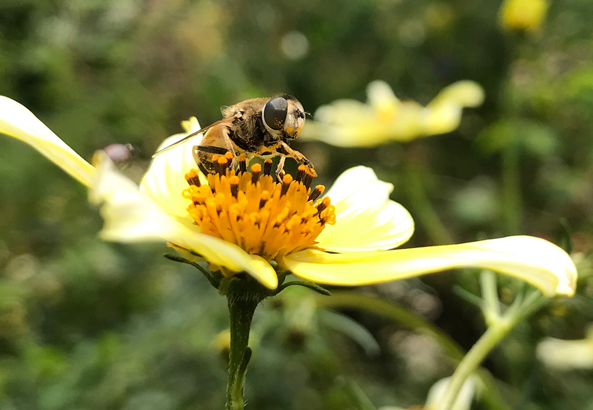 hoverfly on bidens flower