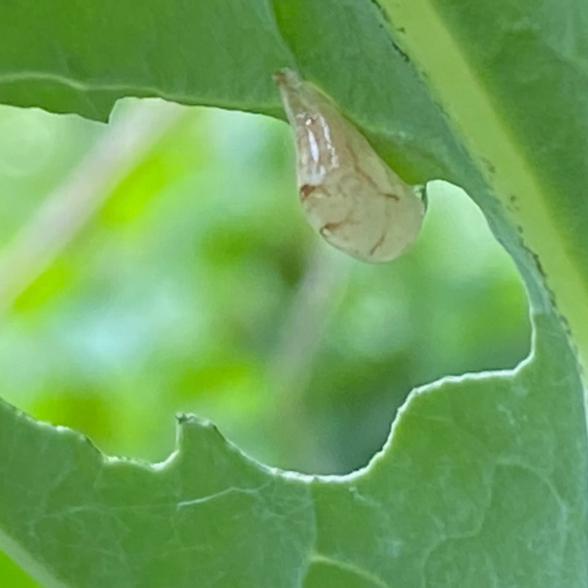 hoverfly larvae