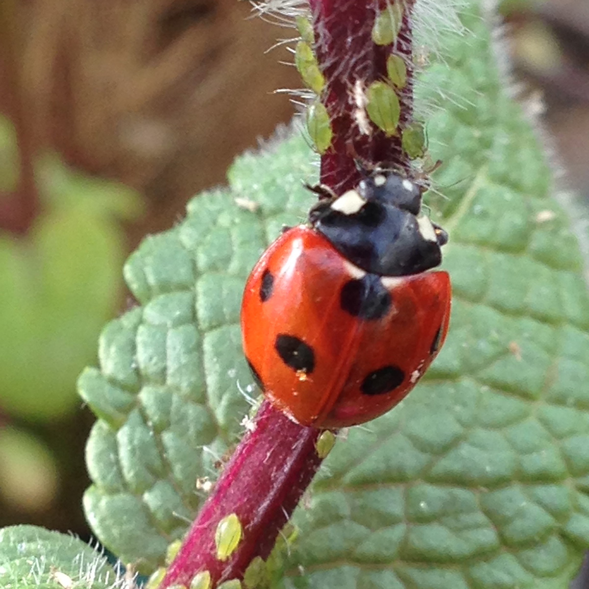 ladybird eating aphids