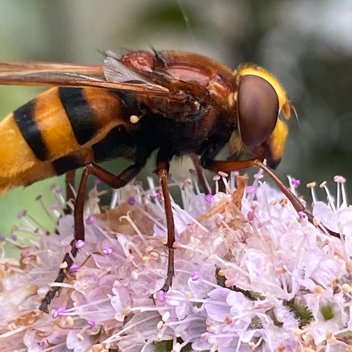 Mint hoverfly hornet mimic