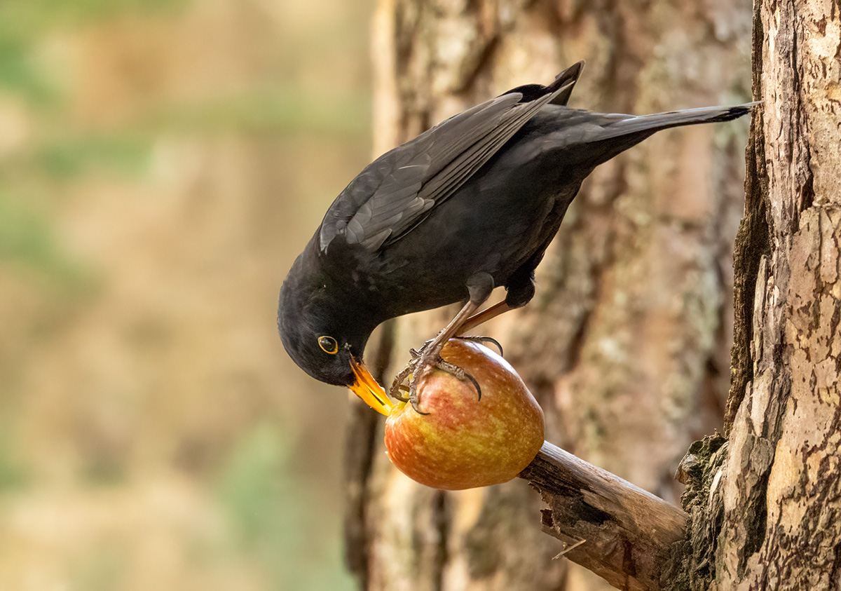 blackbird feeding on an apple left on tree