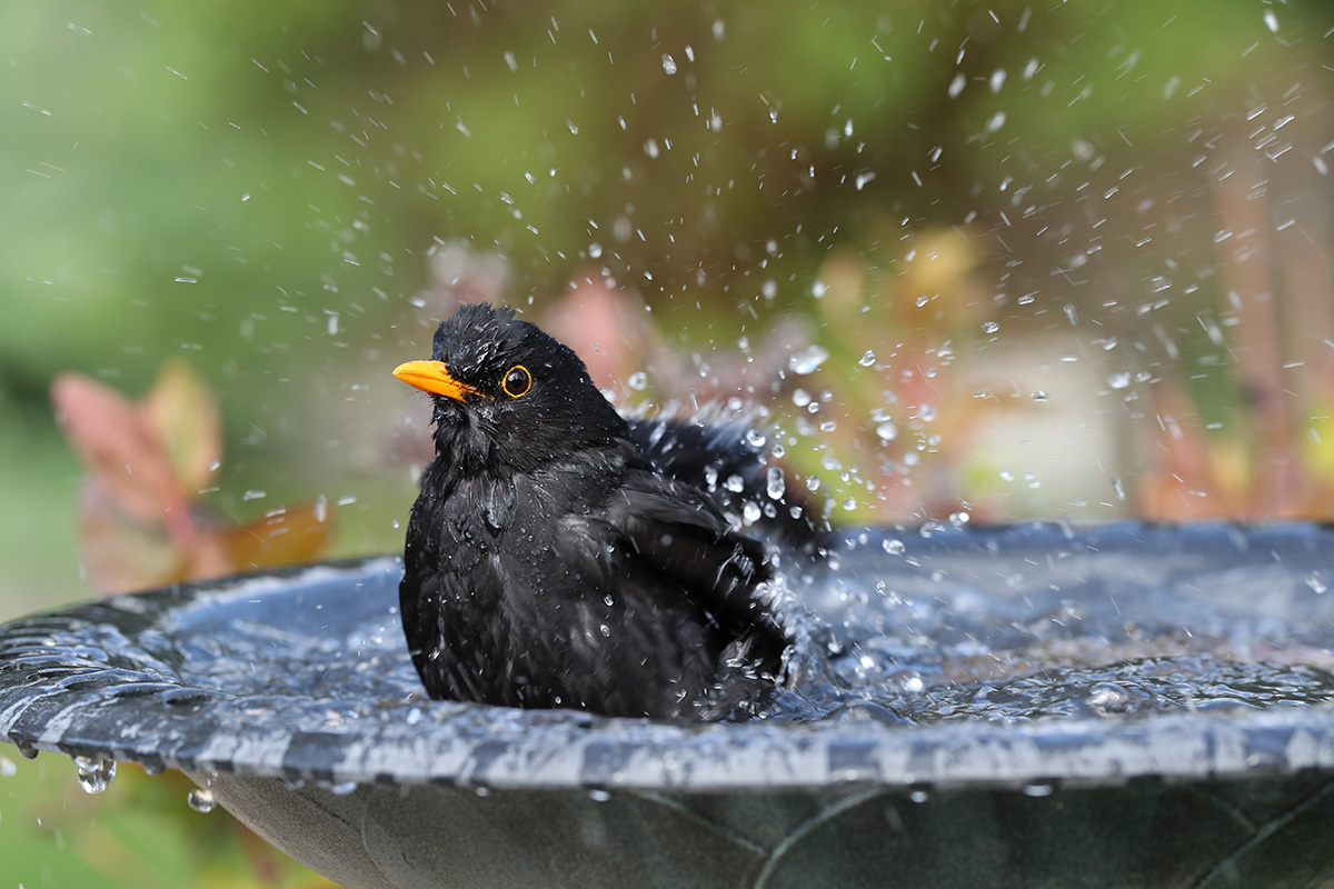 blackbird bathing in water bath