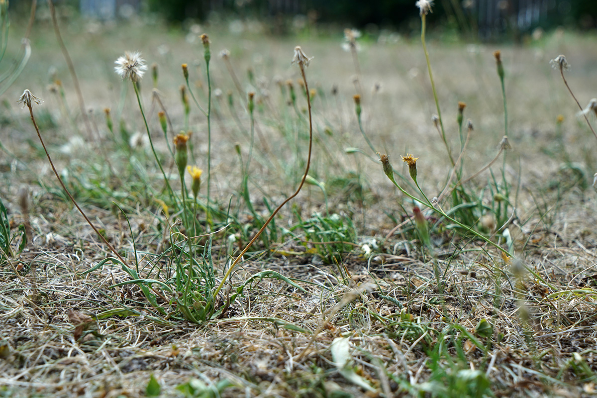 Weeds growing in dry lawn