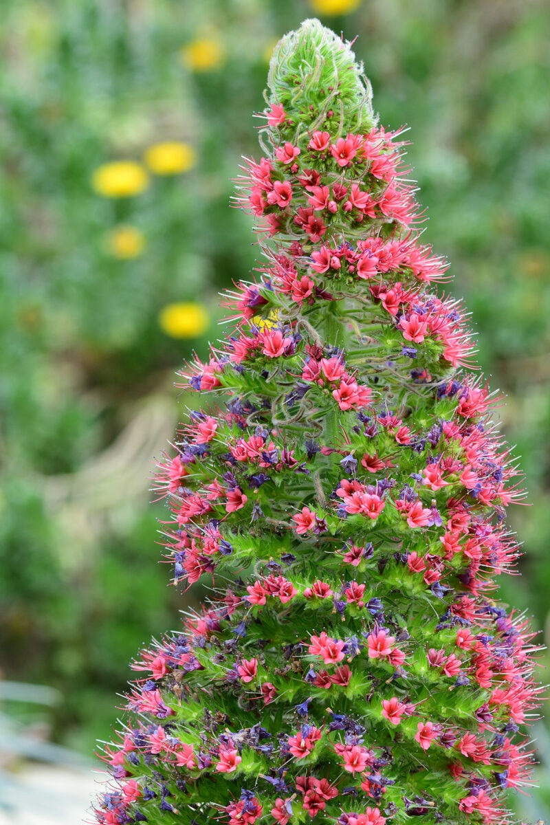 Echium wildpretii