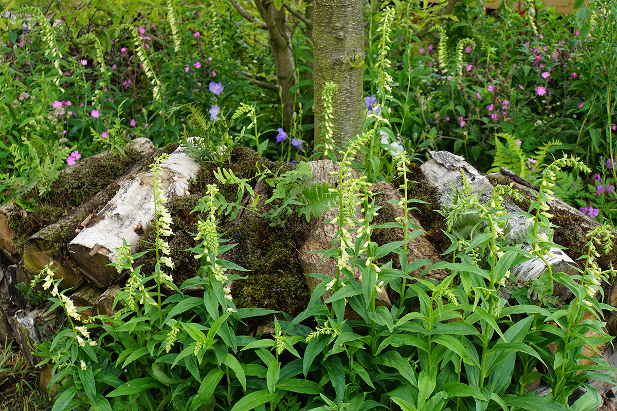 Digitalis lutea
