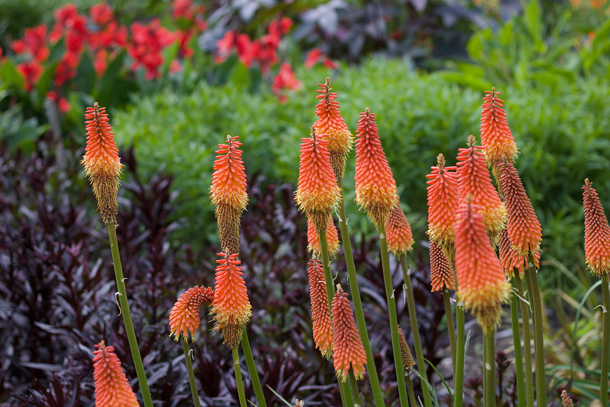 Kniphofia. Red hot poker