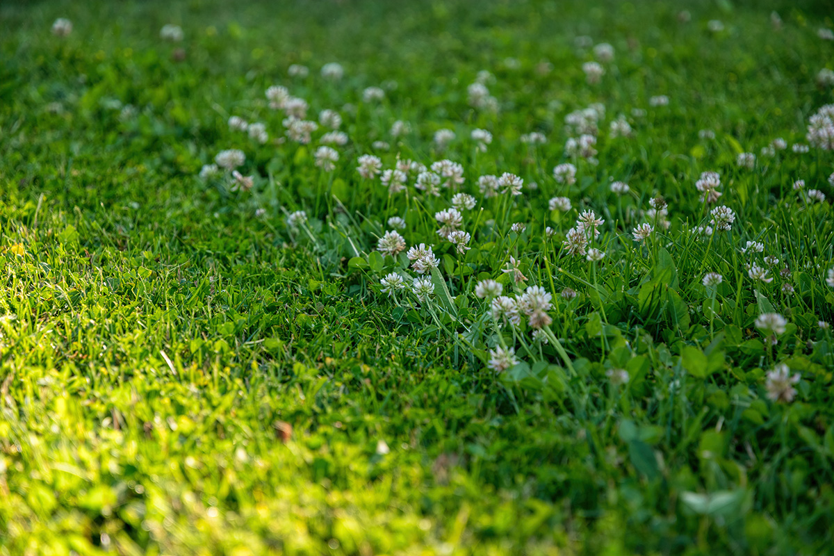 lawn, partially mowed, with wildflowers 