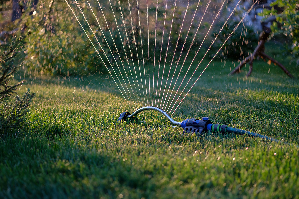 oscillating sprinkler on lawn in evening