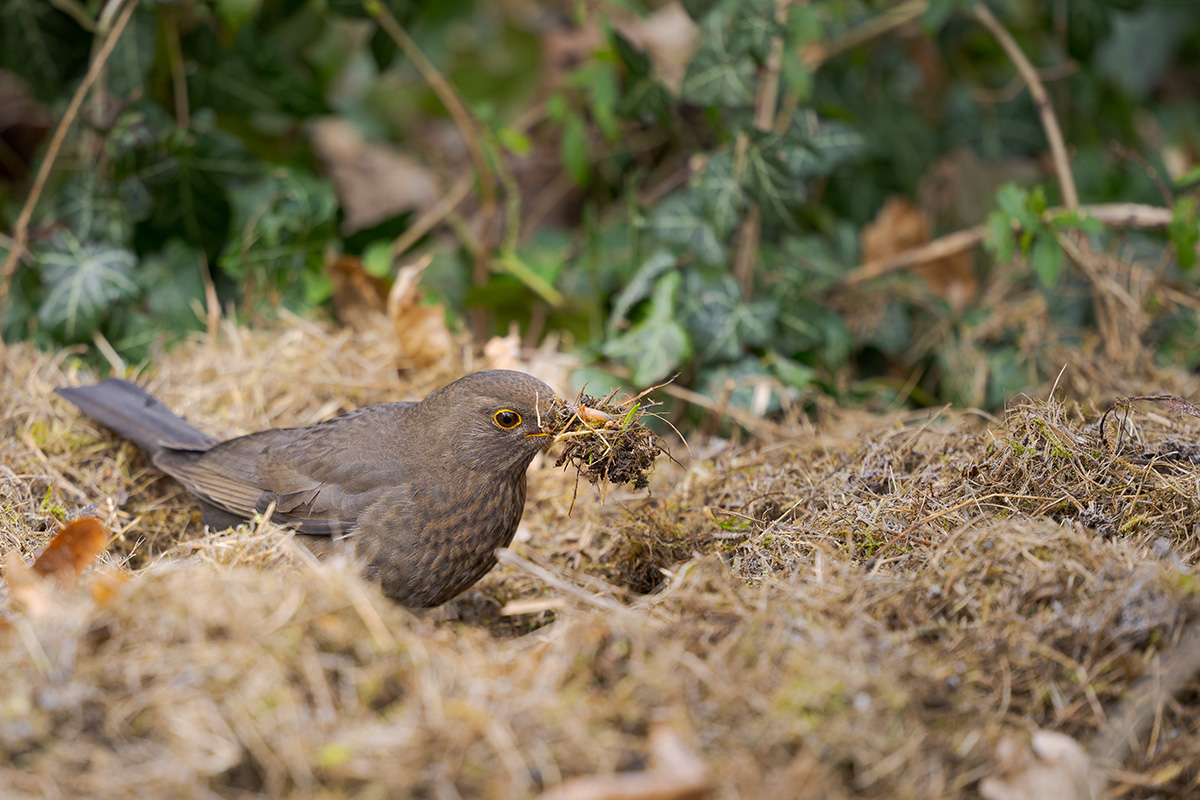 Female blackbird collecting nesting material