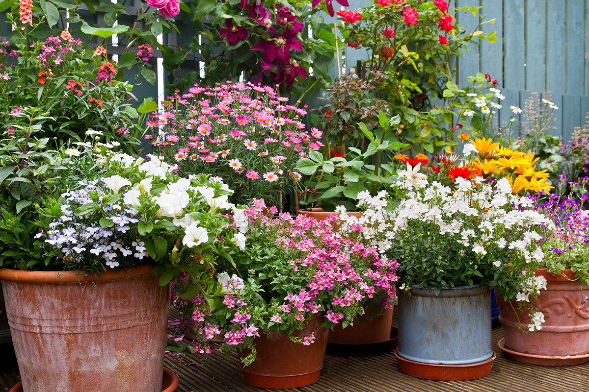 Collection of terracotta flowering containers