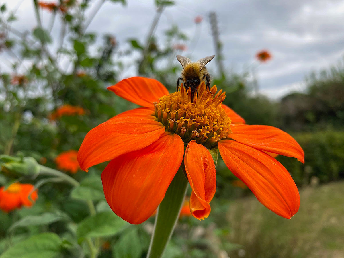 Bee on tithonia flower