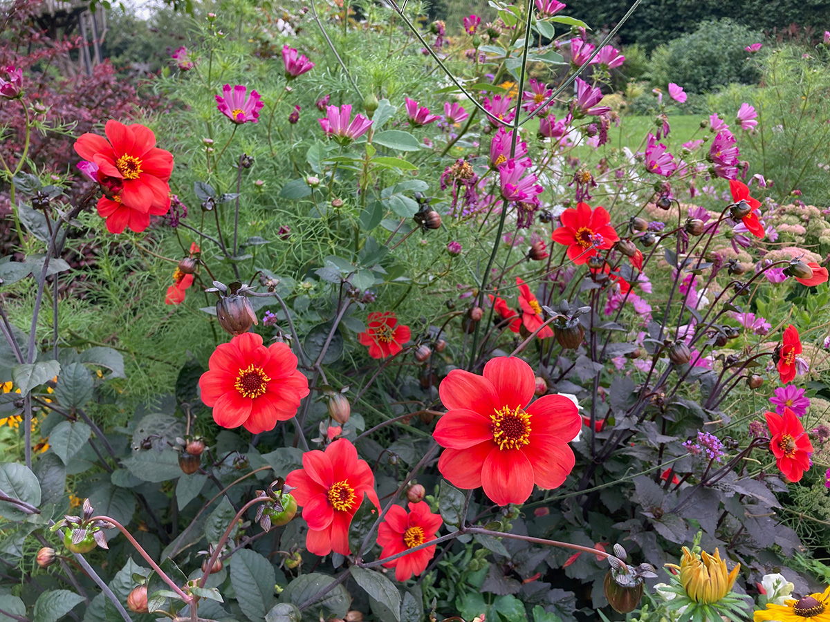 Red dahlia Bishop of Llandaff