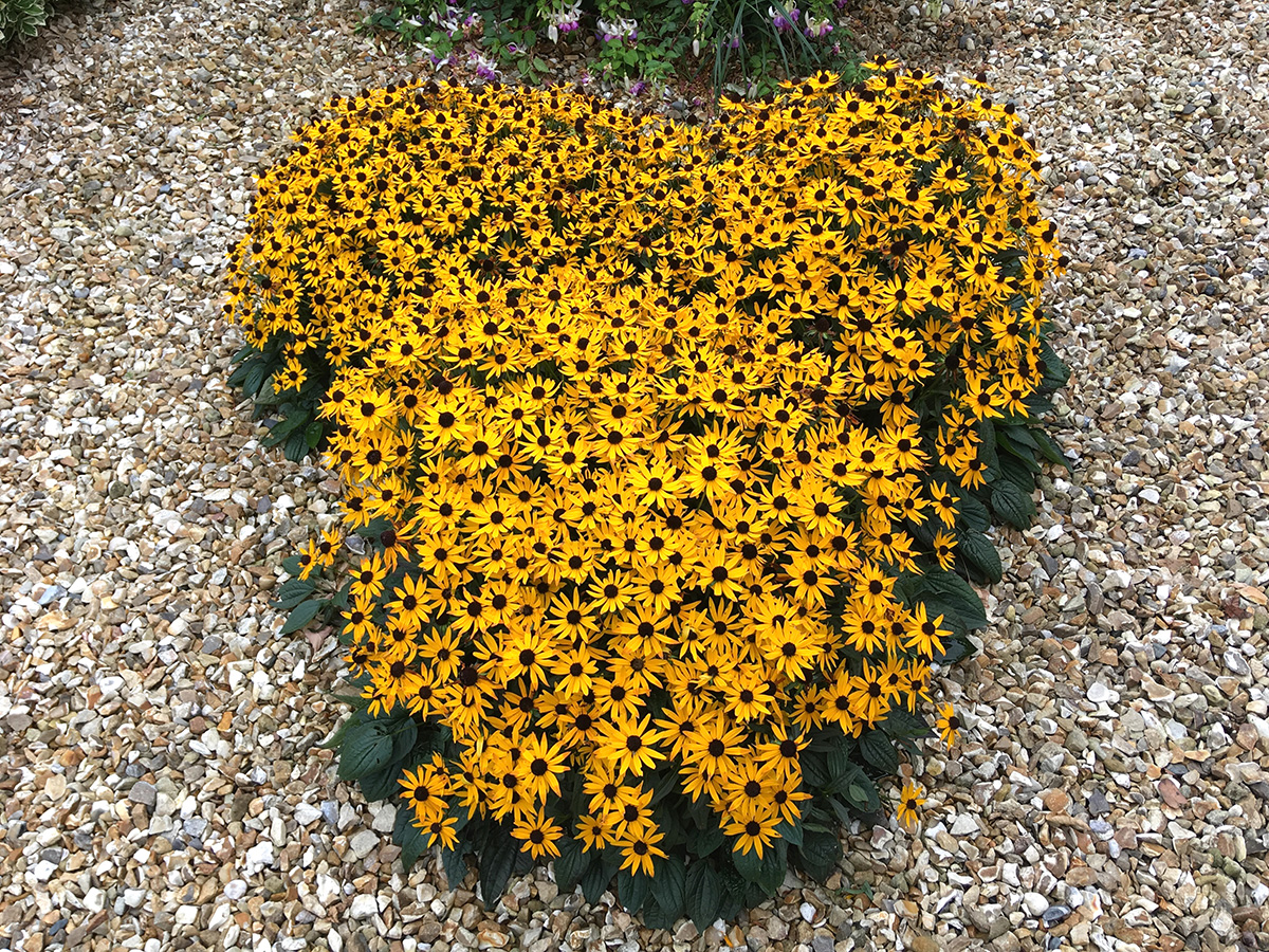 Rudbeckia Little Star