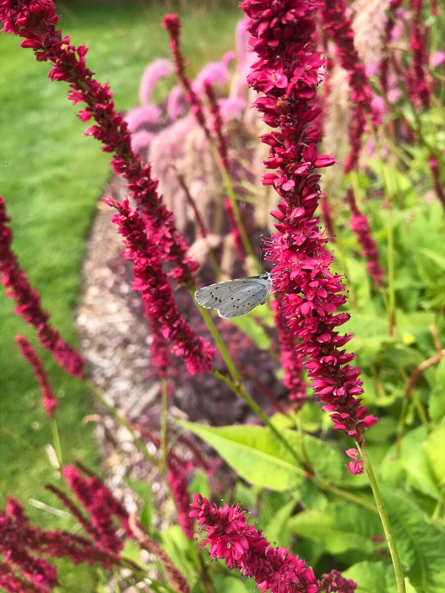 persicaria-amplexicaulis-Firetail