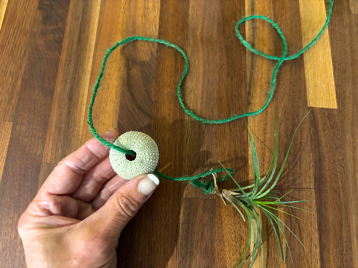 Making an air plant sea urchin