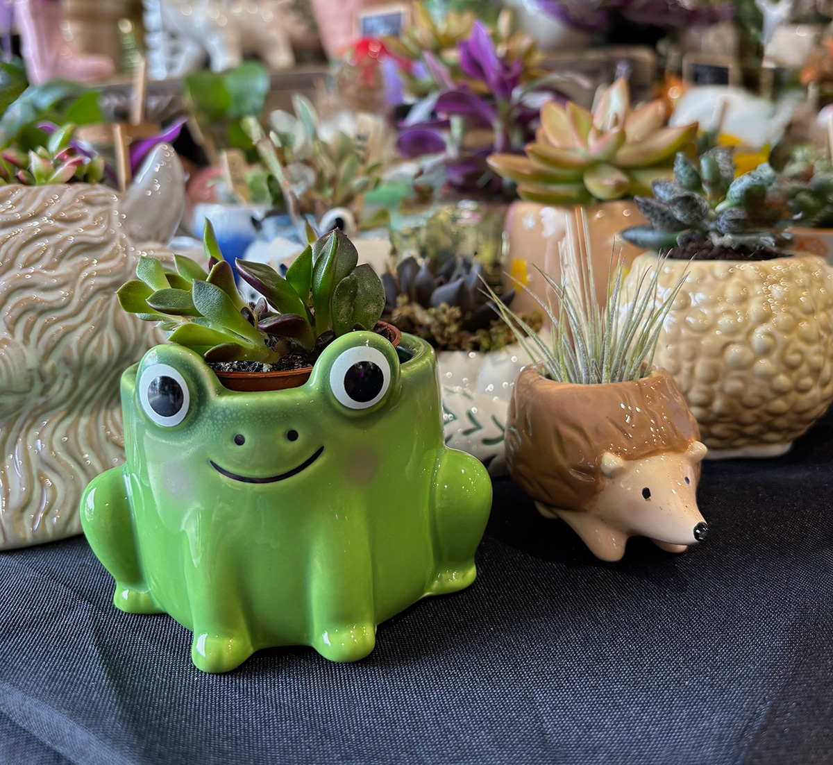 small houseplants in animal pot covers