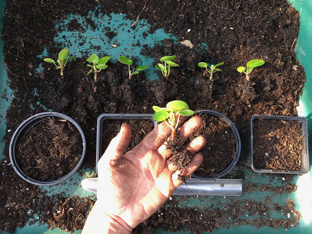 Potting on baby piles peperomioides