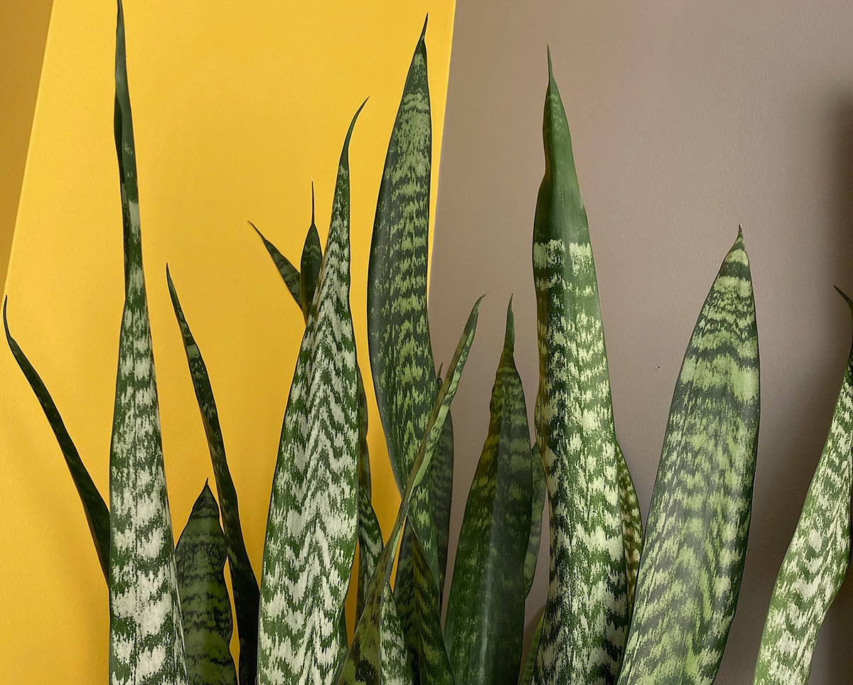 snake plant