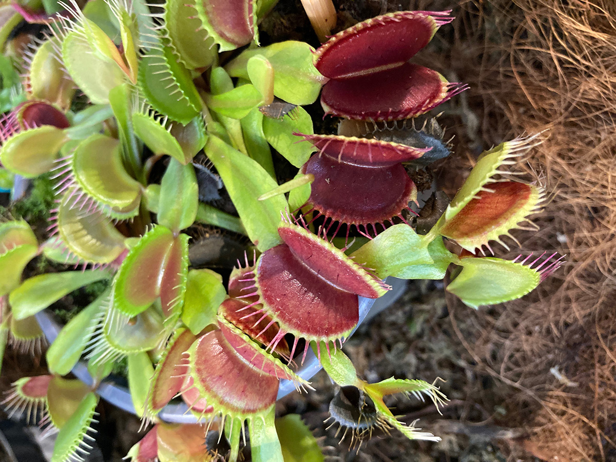 Venus fly trap