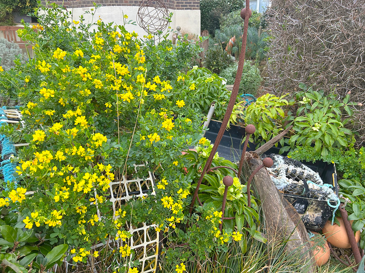 Coronilla valentina glauca