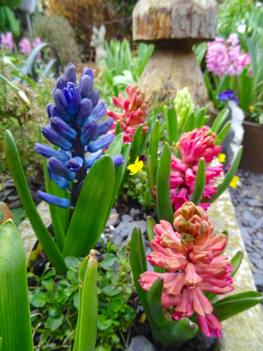 Hyacinths