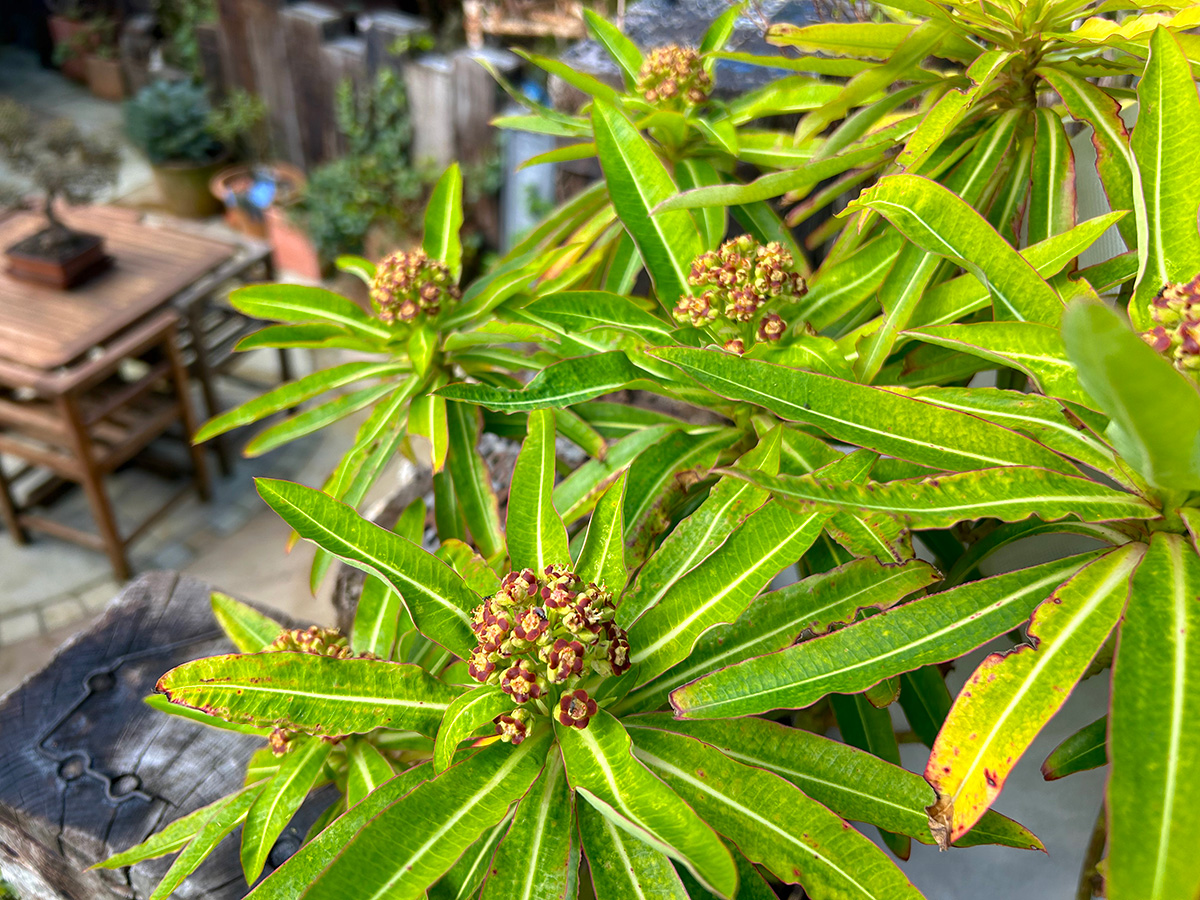 euphorbia mellifera