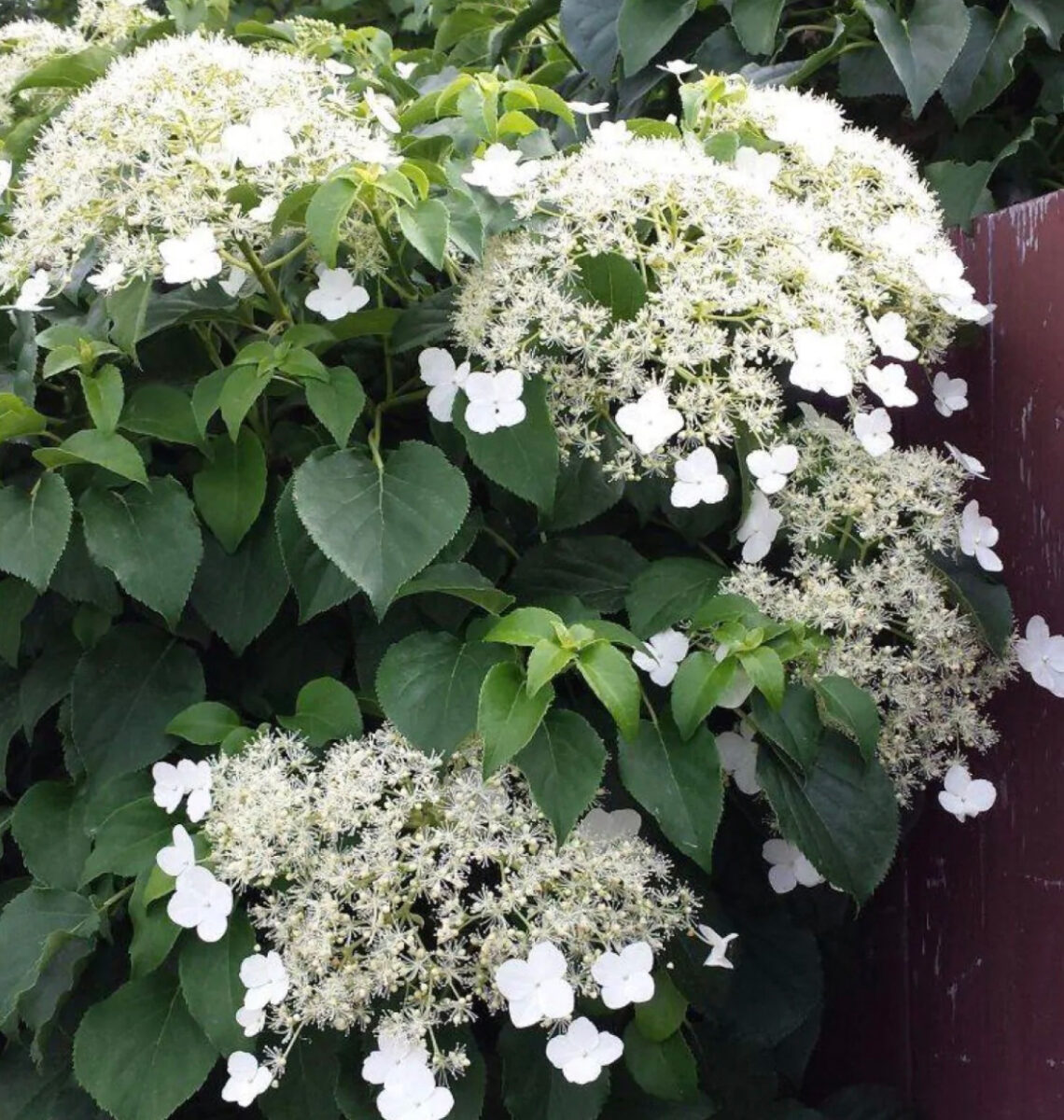 Hydrangea petiolaris