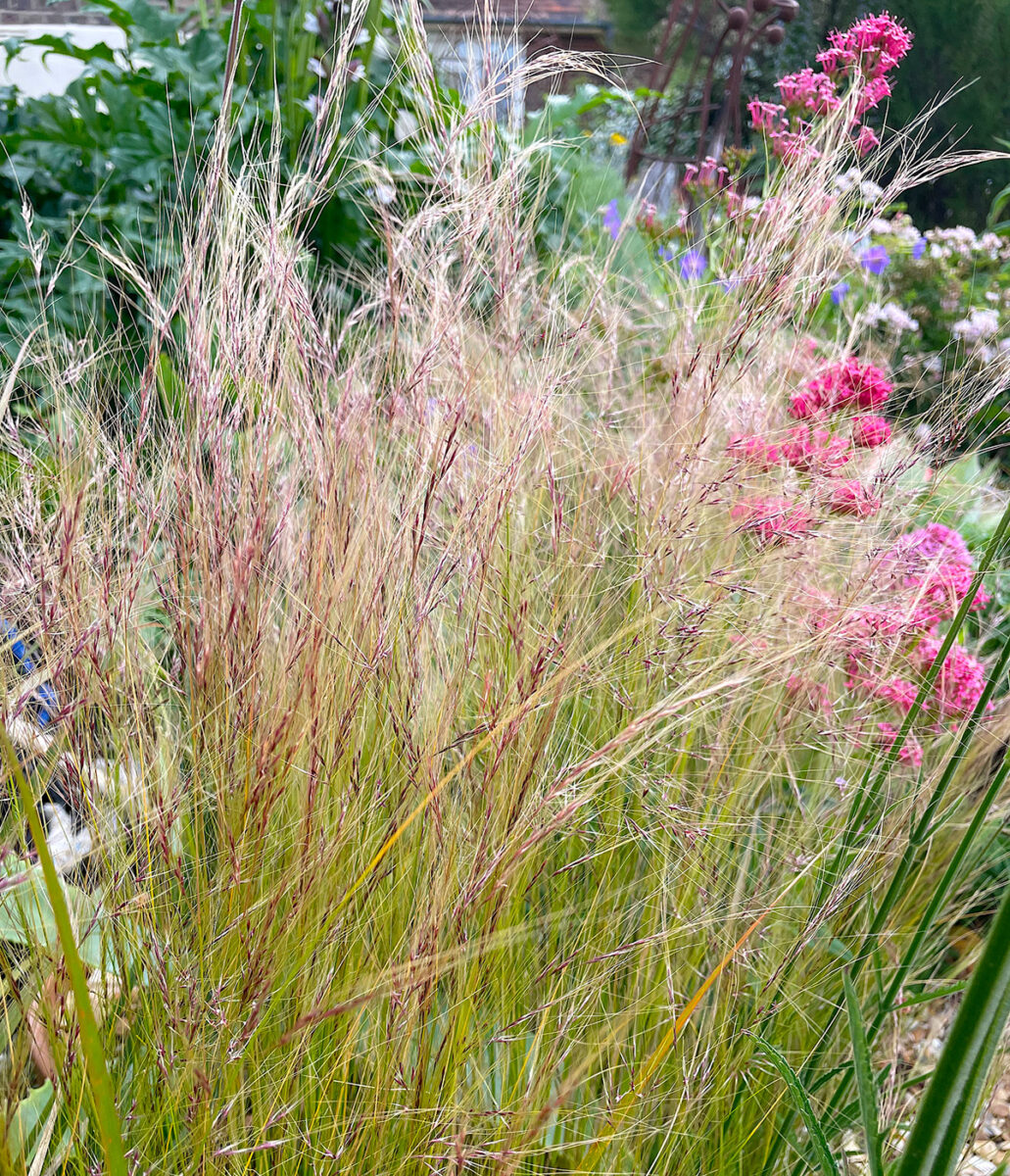 stipa tenuissima