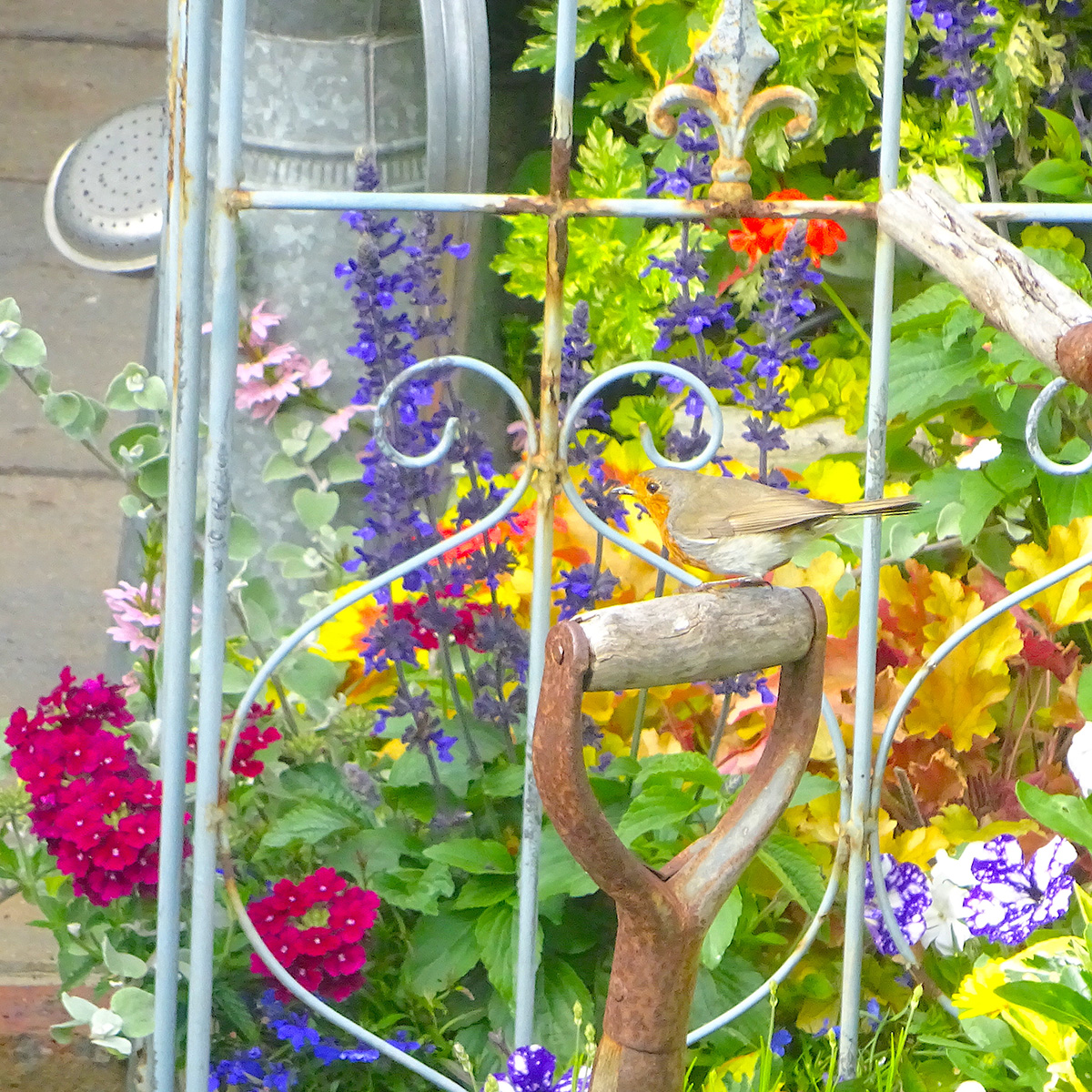 Robin visitor to Driftwood garden
