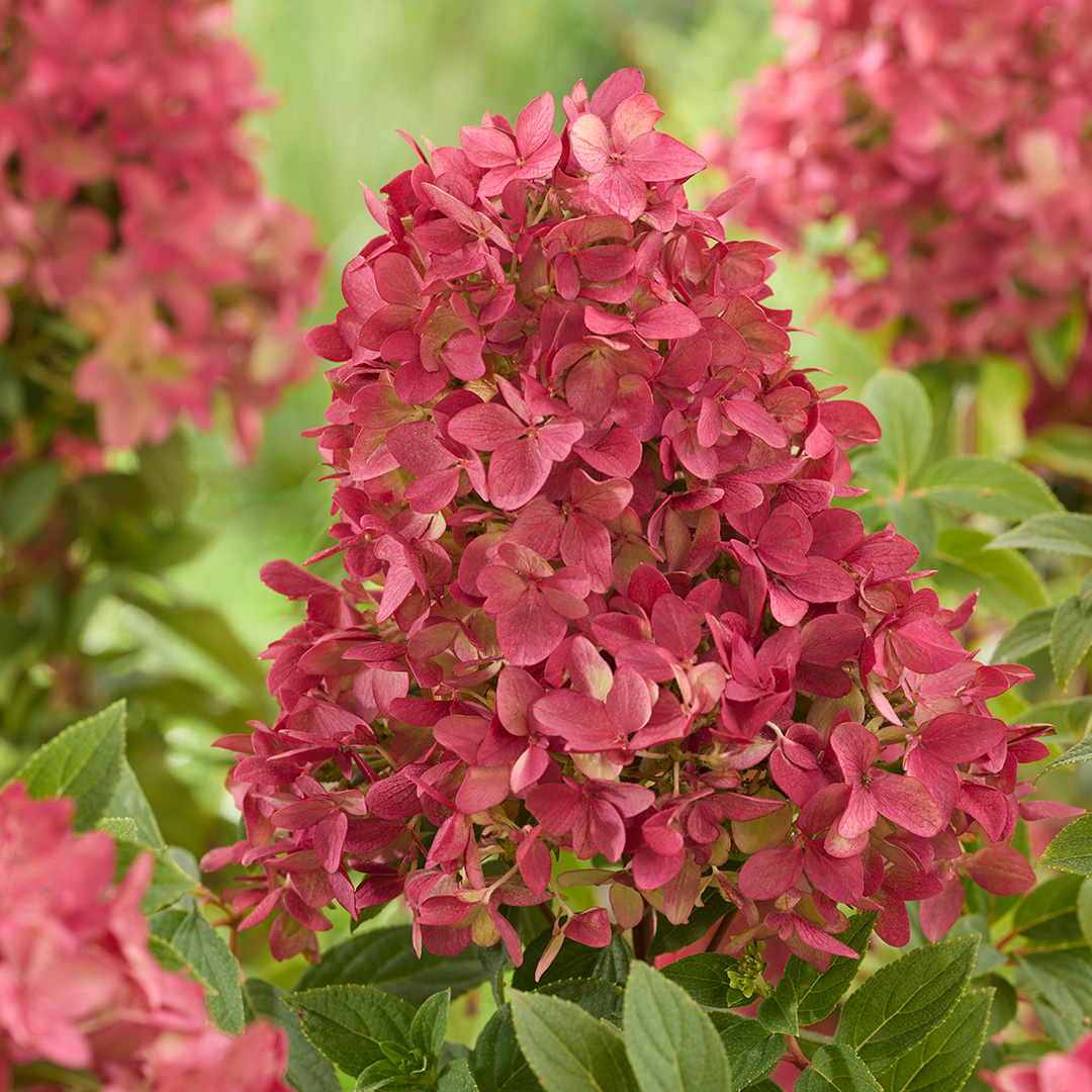 Hydrangea paniculata Groundbreaker® Ruby™ 'LC NO27'