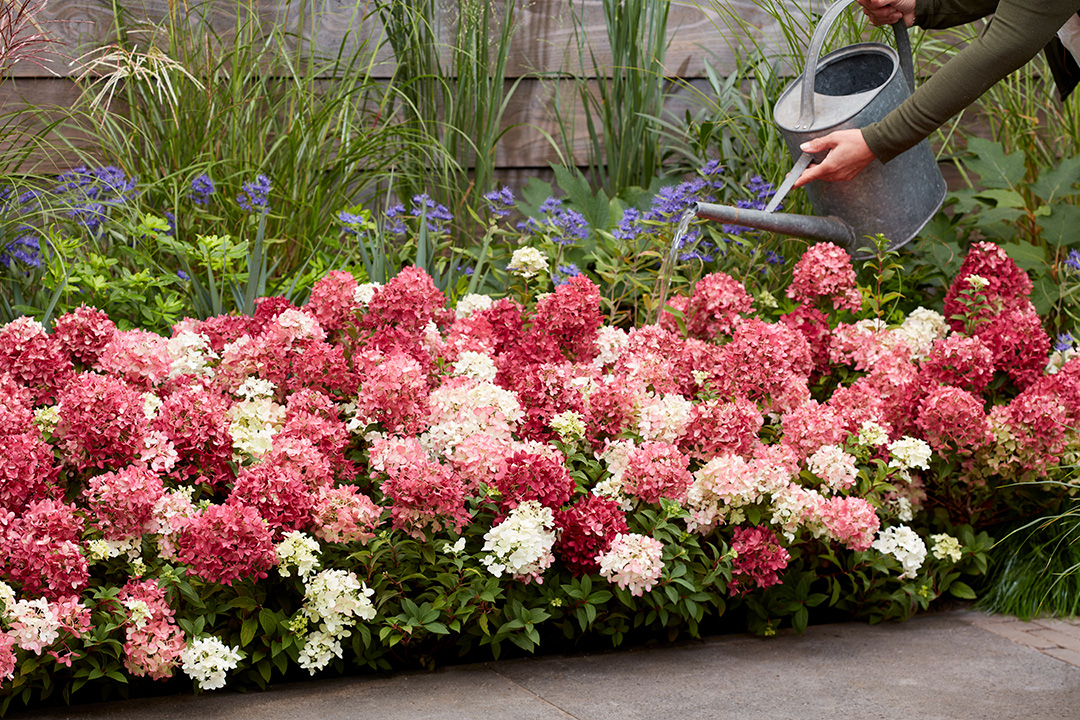 Hydrangea paniculata Groundbreaker® Ruby™ 'LC NO27'