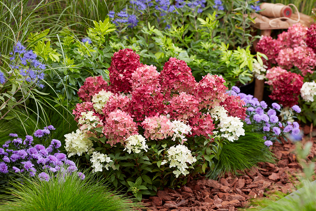 Hydrangea paniculata Groundbreaker® Ruby™ 'LC NO27'