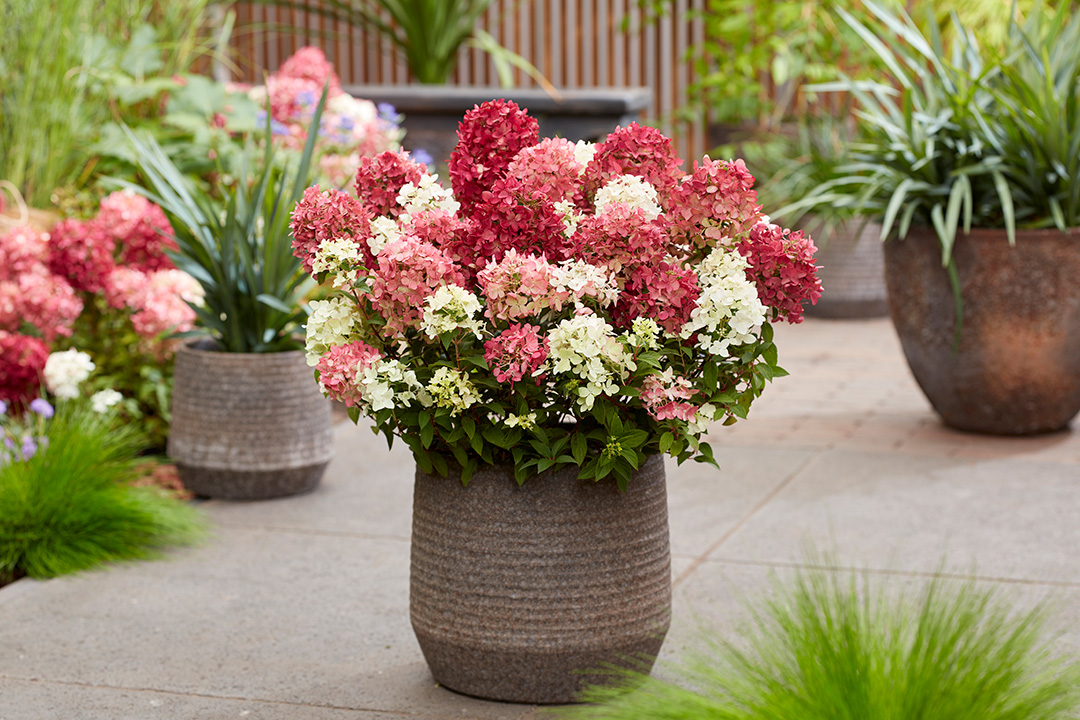Hydrangea paniculata Groundbreaker® Ruby™ 'LC NO27'