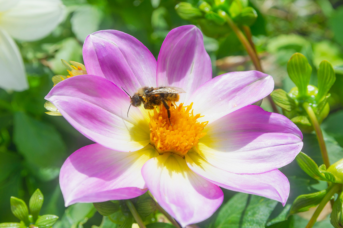 Bee collecting pollen from dahlia flower