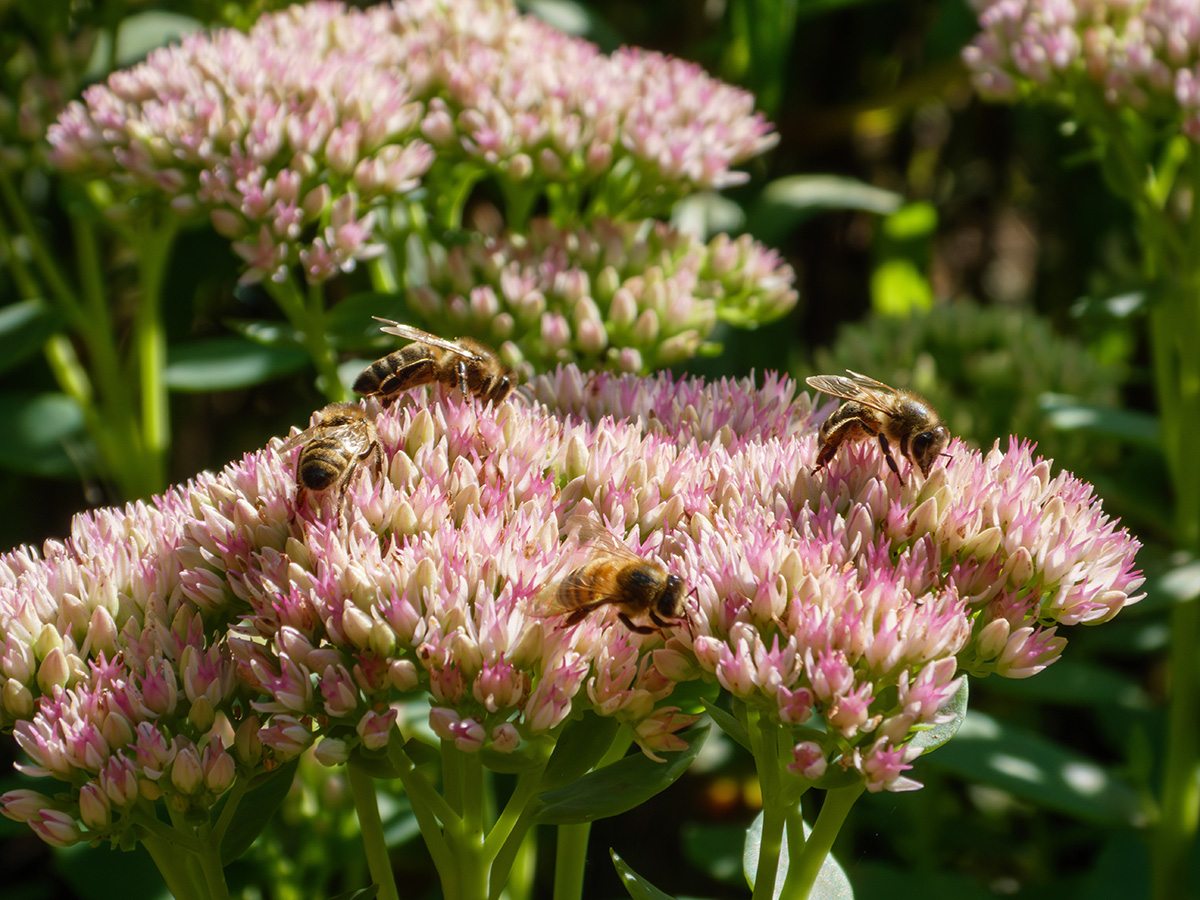 sedum