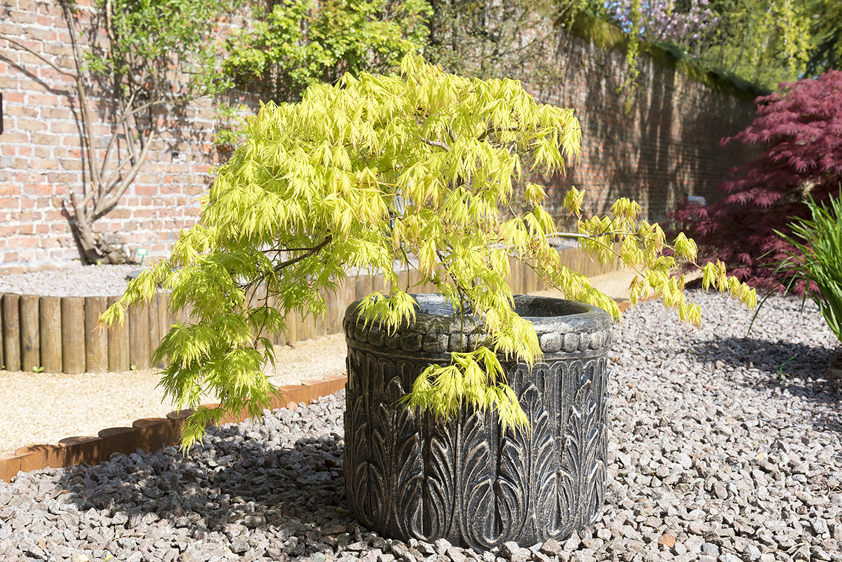 Japanese acer growing in large pot