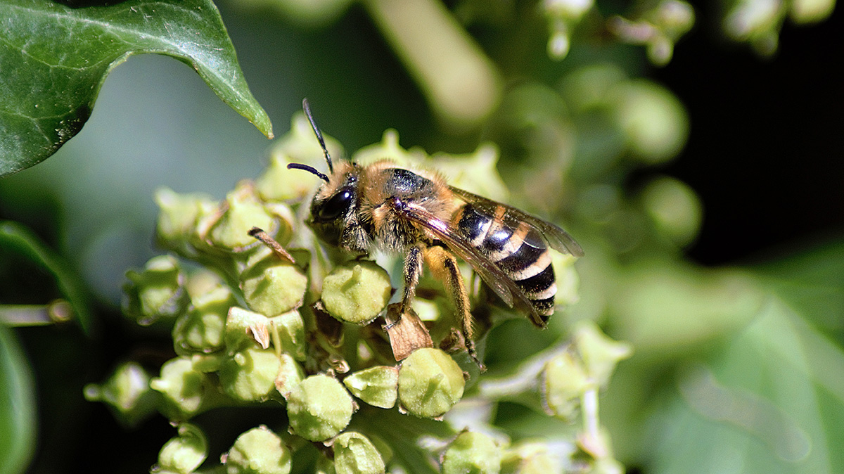 Ivy bee