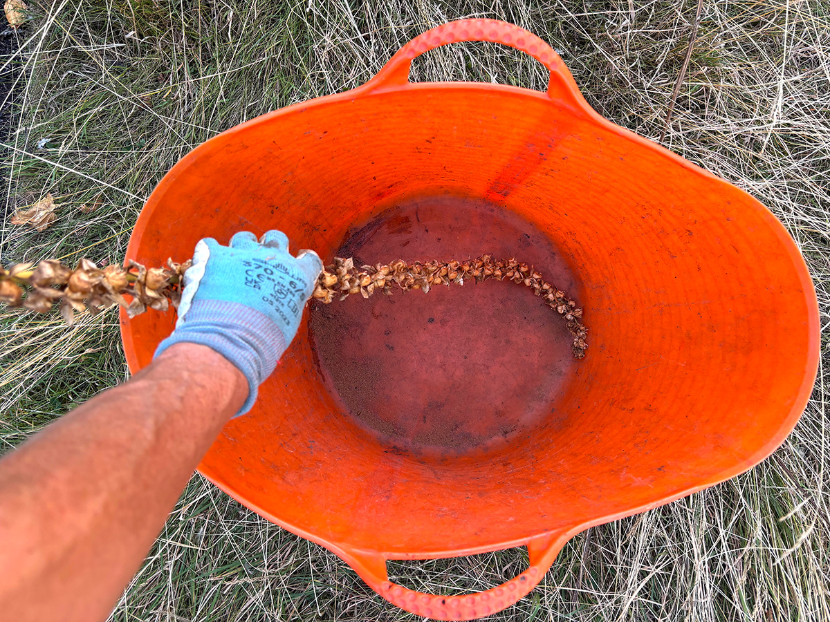 Collecting foxglove seed in a tub