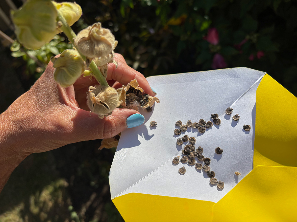 Collecting hollyhock seed in an envelope