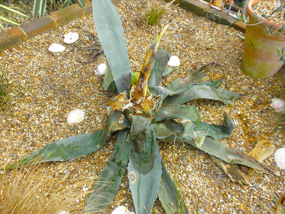 Pic of the first agave americana that Geoff planted