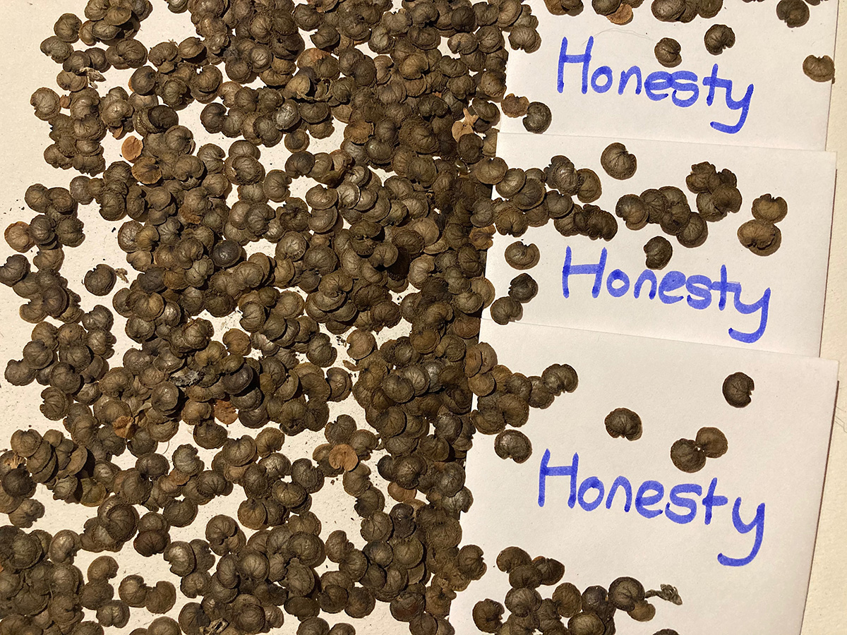 Honesty seeds