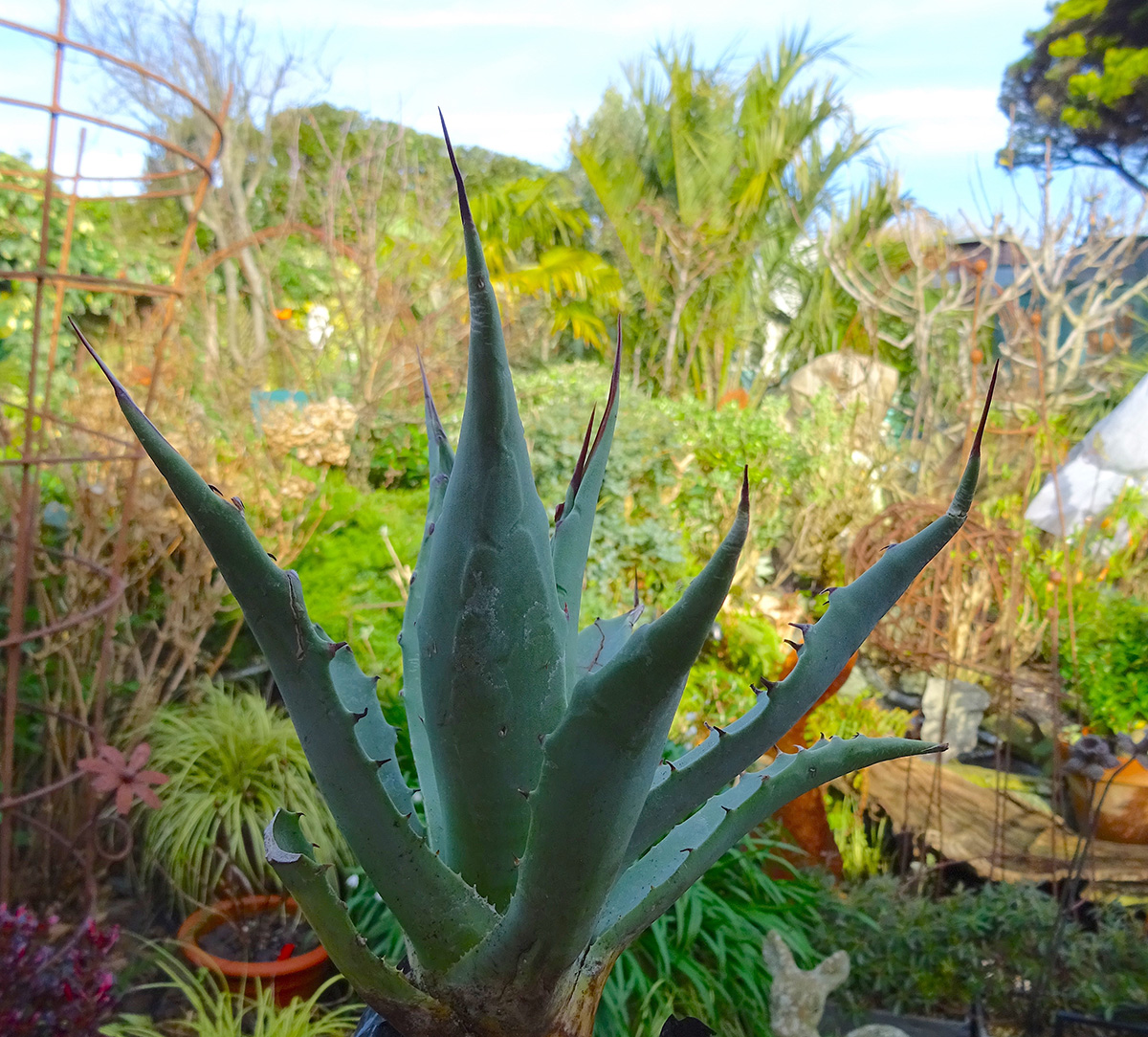 agave chrysantha