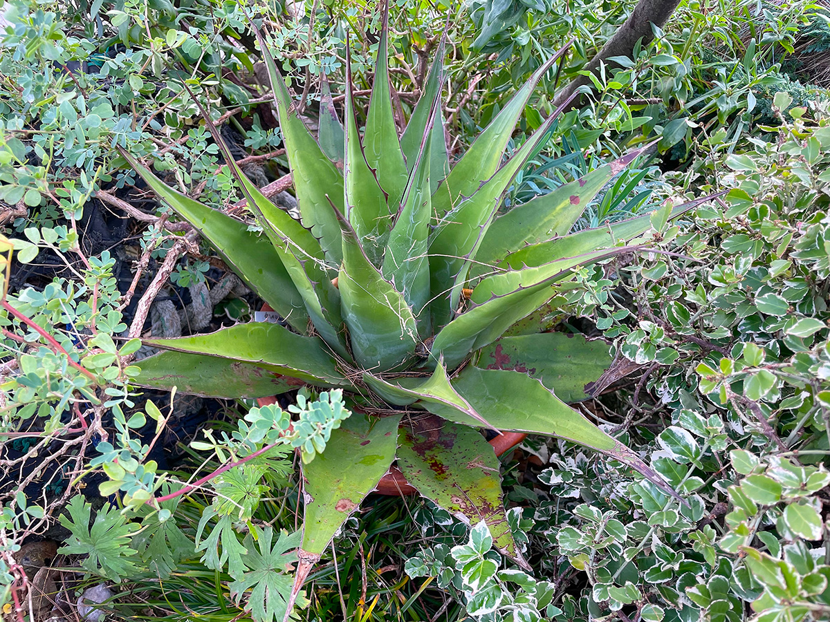agave montana