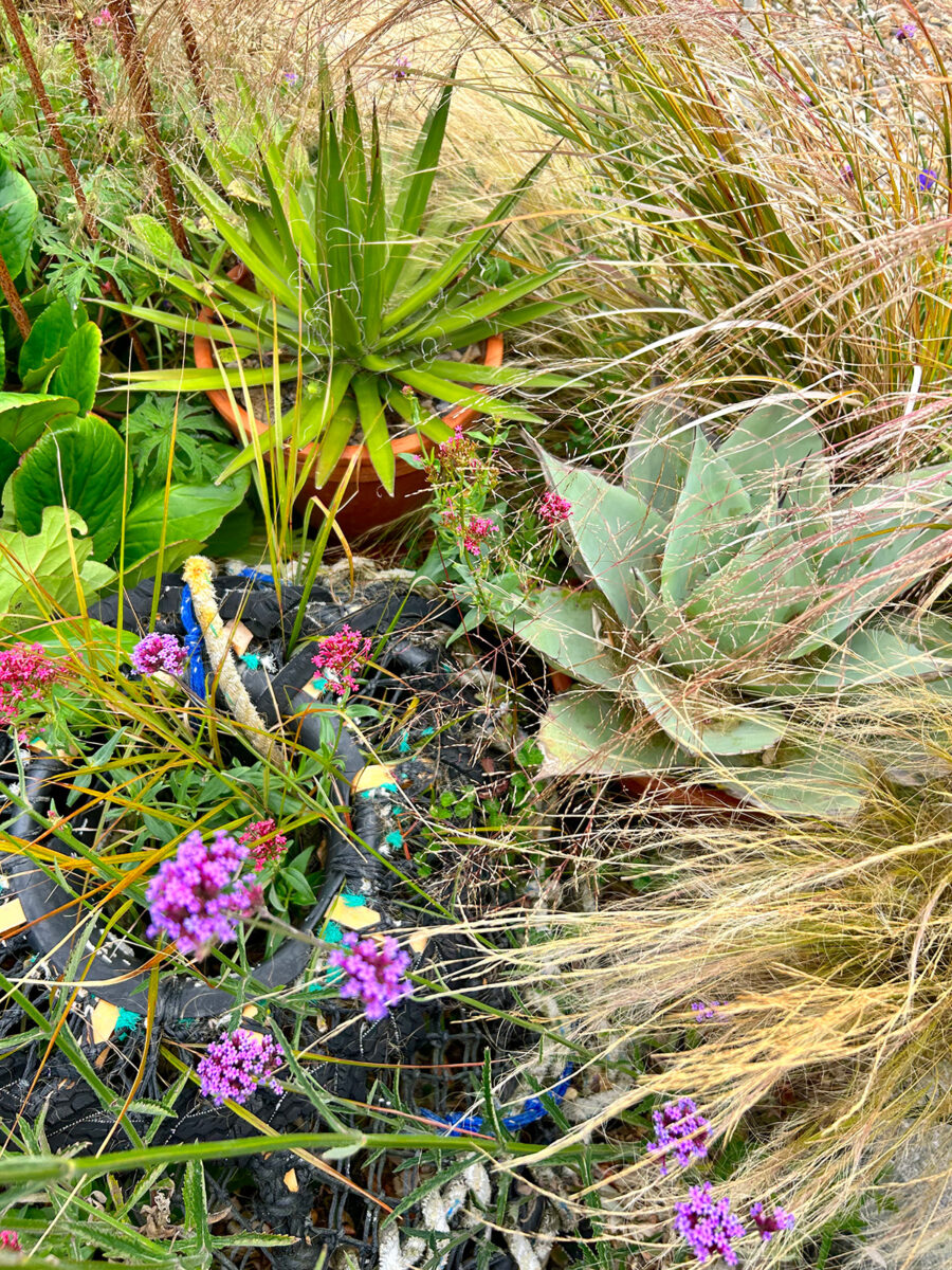 agave parviflora and agave ovatifolia