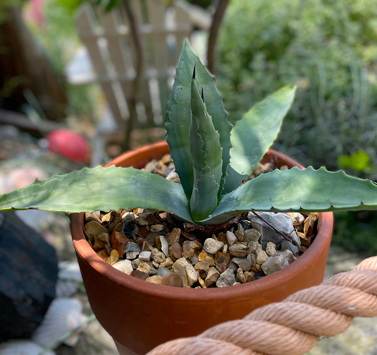 Baby agave americana planted up