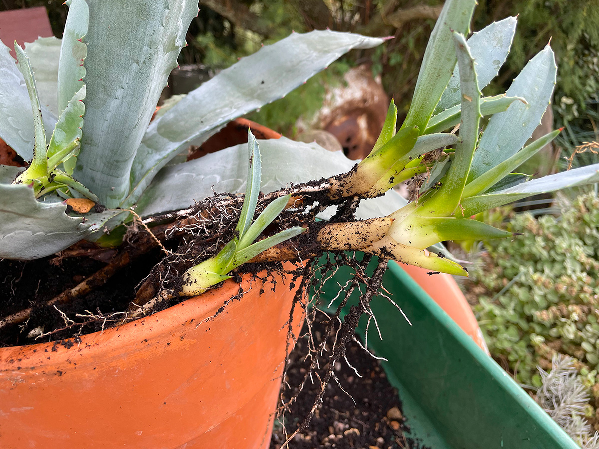 Removing babies from agave americana