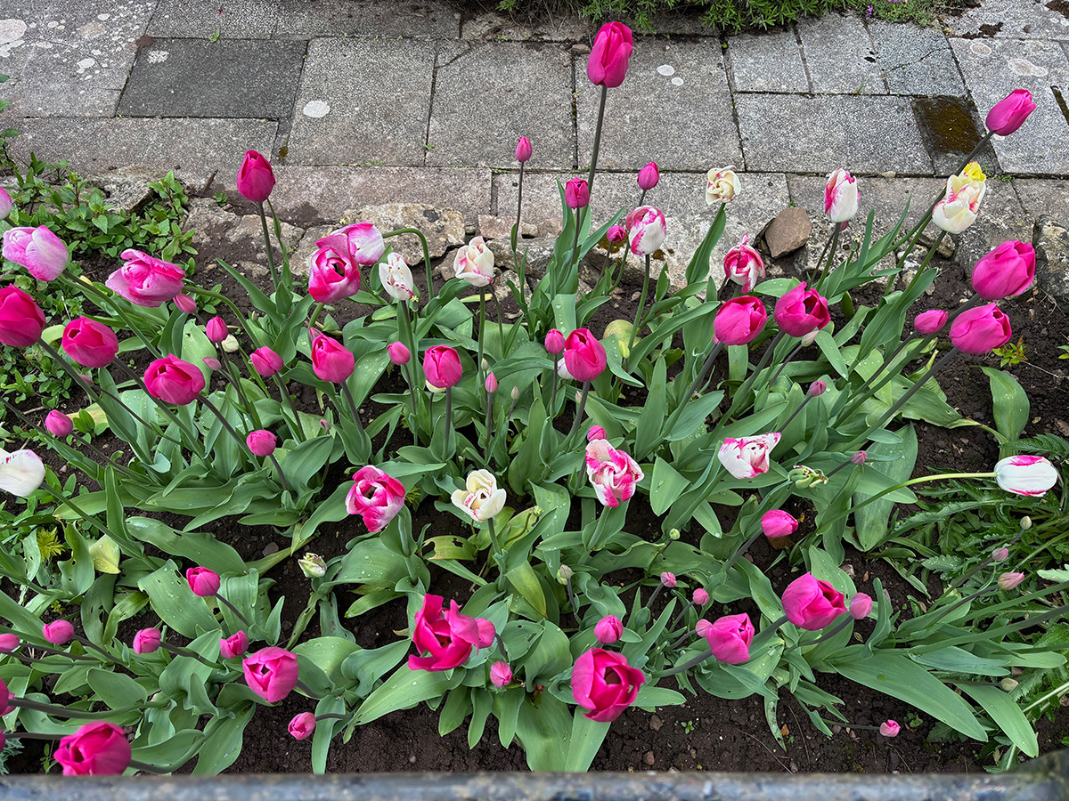 Mixed tulip border