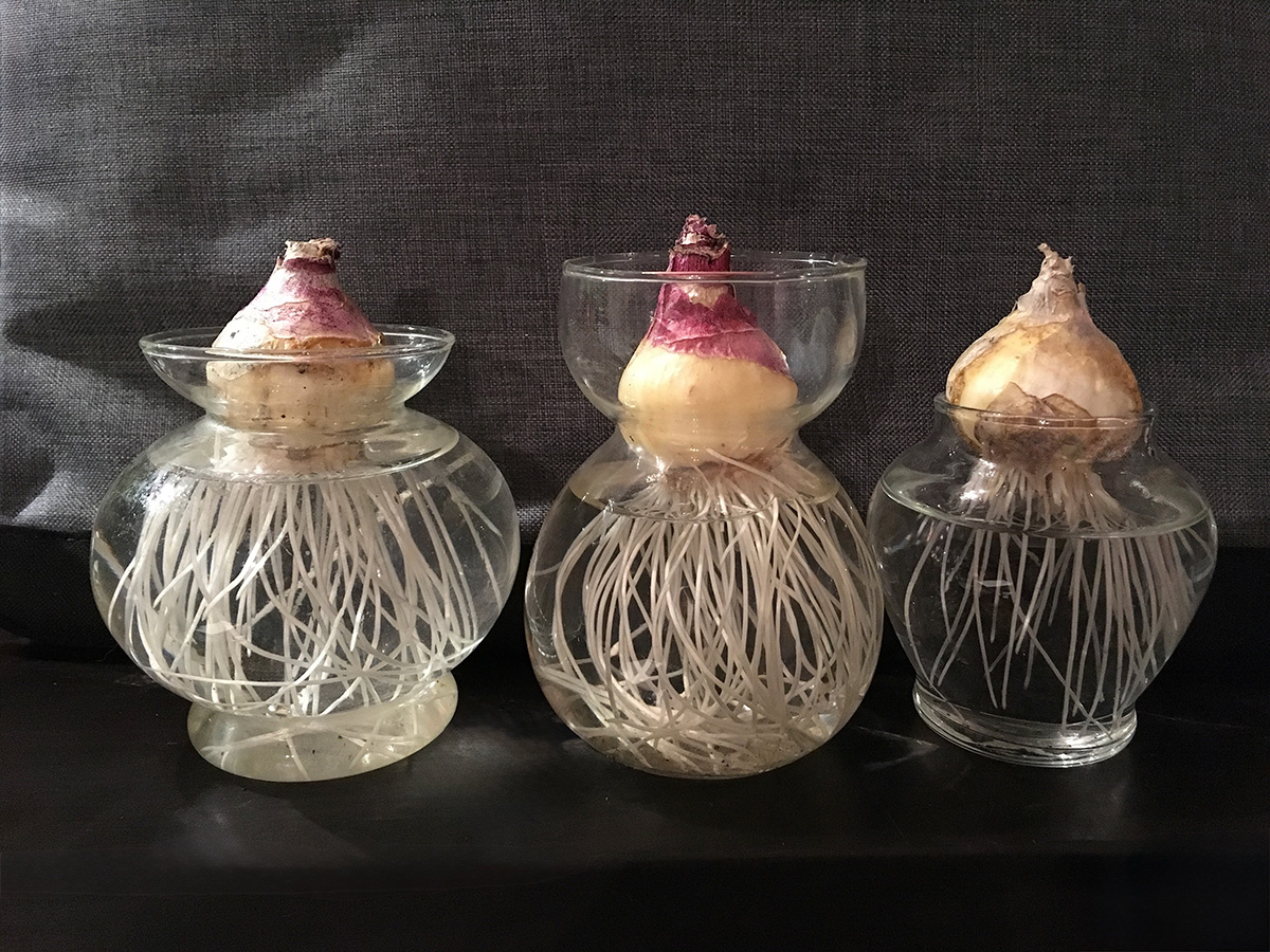 Forcing bulbs for indoors